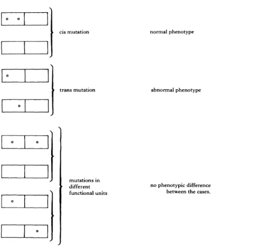 Figure 2.6. Illustration du test cis-trans tel que conçu par Benzer (1957) pour identifier les cistrons (tiré de Kitcher (1982, p