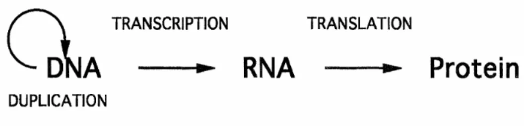 Figure 2.2. Diagramme représentant le dogme central de la biologie moléculaire tel que rapporté par Watson (tiré de Machamer et al