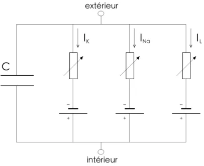 Figure 1.1 – Circuit électrique modélisant la membrane cellulaire du neurone, modèle de Hodgkin et Huxley : condensateur en parallèle avec trois courants ioniques.