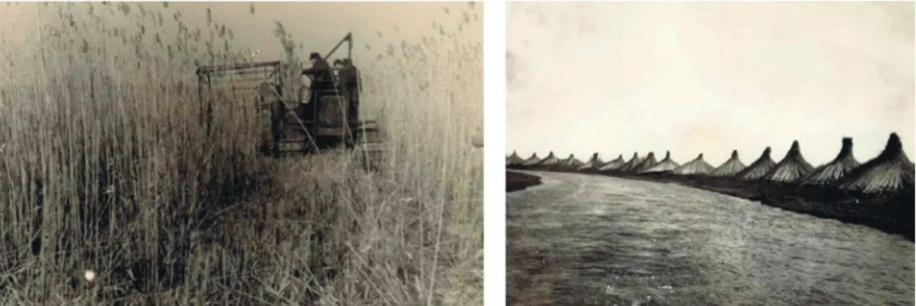 Figure 7 : Photographies anciennes de l’exploitation stufficole dans le delta du Danube.