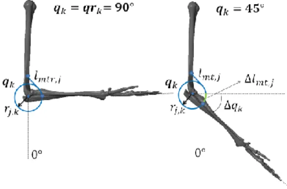 Figure 4: Musculotendon functional model [Erdemir et al. 2007]