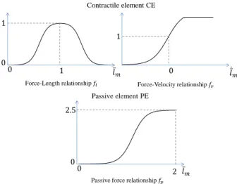 Figure 5: Force generation capacity of muscles.