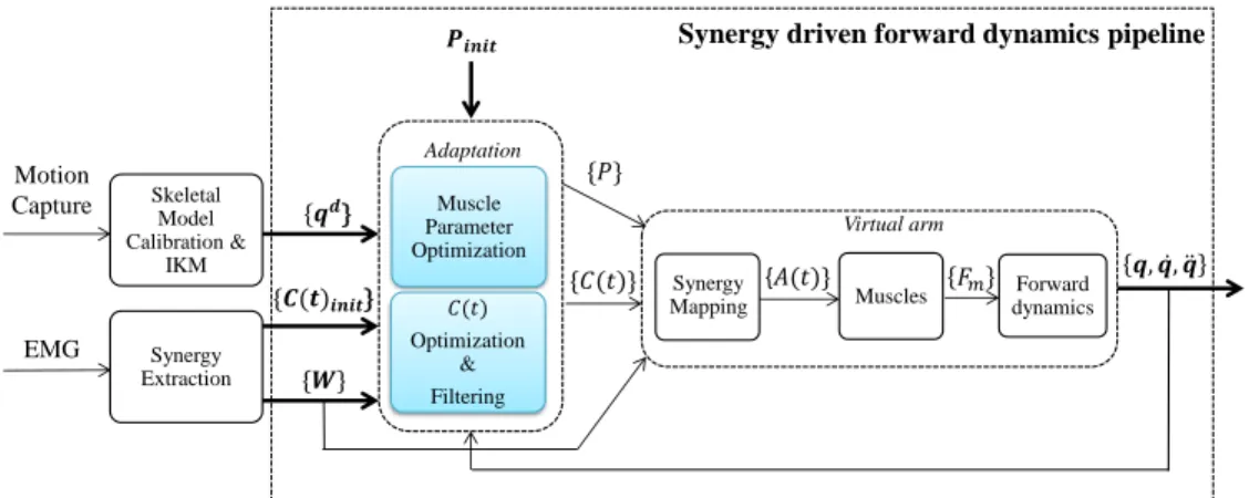 Figure 6: Synergy driven forward dynamics pipeline