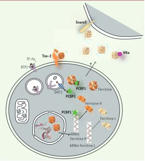 Figure 1.  Le fer lié à la transferrine (Tf-Fe2)  est capté par le récepteur de la transferrine  (RTf1) exprimé à la surface des cellules