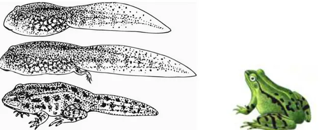 Figure 3 - Métaphore du développement de la grenouille : l’adulte (à droite) paraît plus  petit que les derniers stades du têtard (à gauche) 