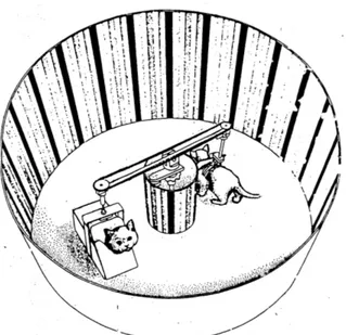 Figure 6 : Expérience de Held &amp; Hein (1963) 11