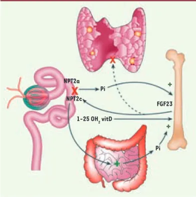 Figure 1.  FGF23 et l’axe rein-os. Le FGF23 est synthétisé par  l’os en réponse à l’augmentation de la phosphatémie