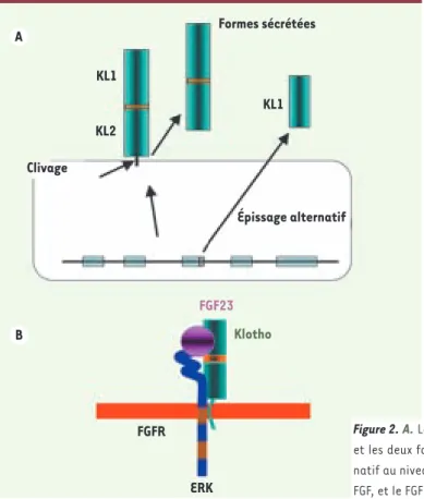 Figure 2. A. Les différentes formes de Klotho (KL), la forme transmembranaire,  et les deux formes circulantes solubles dont l’une résulte d’un épissage  alter-natif au niveau du 3 e  exon du gène