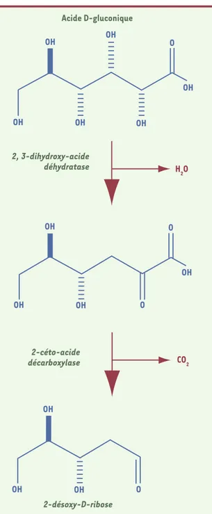 Figure 1. Rectification de la biosynthèse du désoxyribose.