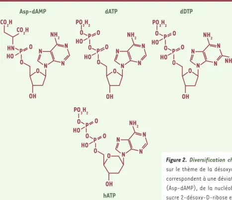 Figure 2.  Diversification chimique des précurseurs de l’ADN. Trois variations  sur le thème de la désoxyadénosine triphosphate (dATP) sont montrées, qui  correspondent à une déviation du groupe partant pyrophosphate en aspartate  (Asp-dAMP), de la nucléob