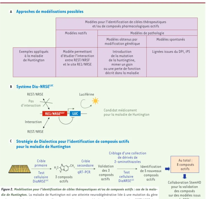 Figure 2. Modélisation pour l’identification de cibles thérapeutiques et/ou de composés actifs : cas de la mala- mala-die de Huntington