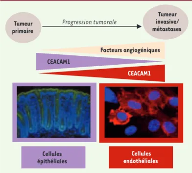 Figure 2. Modulation de l’angiogenèse tumorale par CEACAM1  au sein des cellules épithéliales et endothéliales : dualité et  complémentarité fonctionnelles