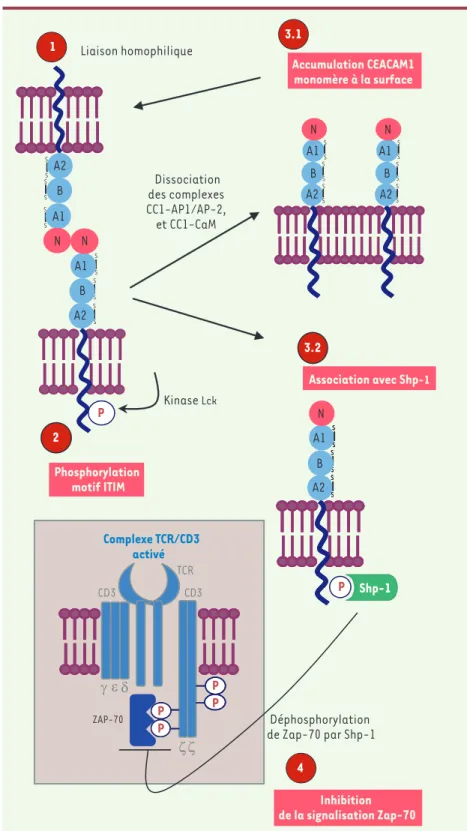 Figure 3. Inhibition de la signalisation du com- com-plexe TCR par CEACAM1. La liaison  homophili-que provohomophili-que la phosphorylation du motif ITIM  de CEACAM1 via la kinase Lck, suivie  rapide-ment de l’association avec Shp-1