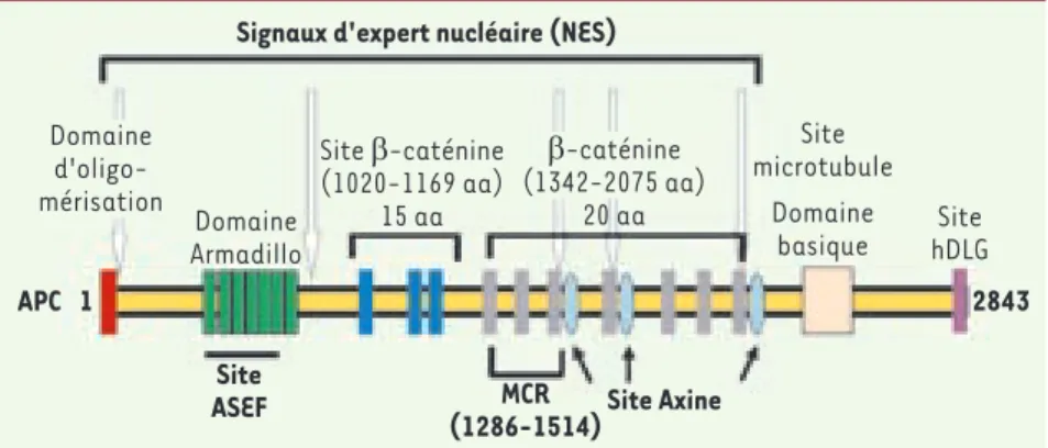 Figure 1.  Les domaines fonctionnels de la  protéine APC.2843APC   1SiteASEFMCR(1286-1514)Site AxineSignaux d'expert nucléaire (NES)