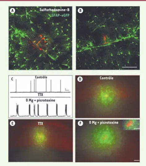 Figure 1.  Les réseaux astrocytaires métaboli- métaboli-ques périvasculaires sont régulés par l’activité  neuronale