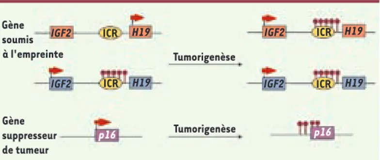 Figure 3.  Méthylation de novo au cours de la tumorigenèse. 