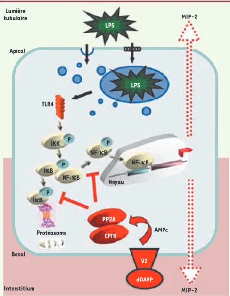 Figure 1. Mécanisme d’inhibition par la dDAVP  de la réponse inflammatoire dépendante de  TLR4 dans les cellules du tubule collecteur  rénal