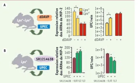 Figure 2. Mécanismes d’action de la dDAVP. La  dDAVP inhibe la réponse inflammatoire  dépen-dante de TLR4 induite par les E