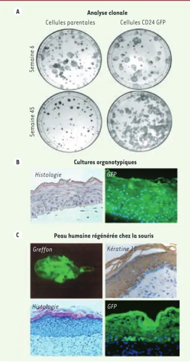 Figure 3. Regénération à long terme d’une peau normale après  greffe chez la souris immunodéficiente