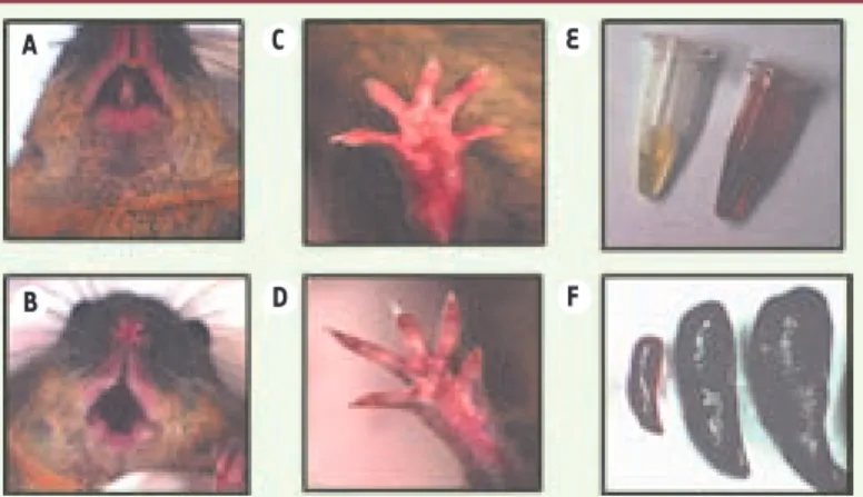 Figure 1. Quelques caractéristiques phénotypiques de la souris PEC (P) comparée  à la souris normale (N)