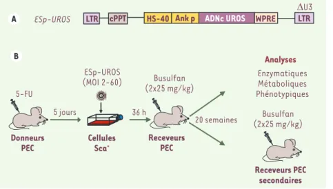 Figure 2.  Stratégie de thérapie génique de  la souris PEC. A.  Représentation  schémati-que du vecteur Esp-UROS utilisé : celui-ci  contient les séquences cis-acting dérivées  du virus VIH (virus de l’immunodéficience  humaine), une région U3 enhancer/pro