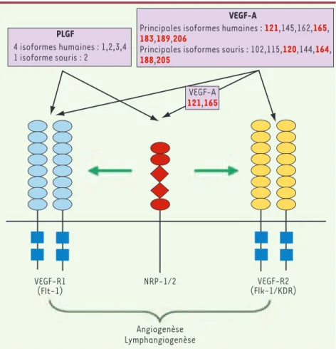 Figure 1. Voie de signalisation du PlGF et du VEGF-A. Les isoformes du VEGF-A indiqués en rouge  sont issus d’un épissage alternatif, les autres sont obtenues après clivage protéasique.