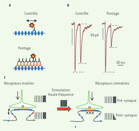 Figure 1. La mobilité latérale des récepteurs AMPA du glutamate contrôle la fidélité de la trans- trans-mission synaptique à haute fréquence
