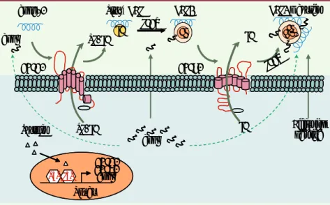 Figure 2. Les mécanismes d’efflux du cholestérol. Les mécanismes d’efflux du cholestérol sont  gouvernés par le contenu intracellulaire en stérols, ligands naturels des récepteurs nucléaires LXR  (liver X receptor)