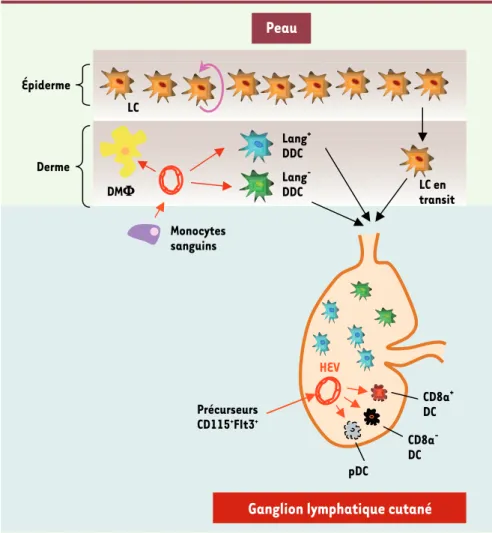 Figure 1. L’épiderme et le derme constituant la peau contiennent respectivement les cellules de Langerhans  et les cellules dendritiques dermiques