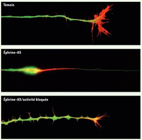 Figure 2. Le bocage de l’activité empêche le « collapse » des axones induit par l’éphrine A5