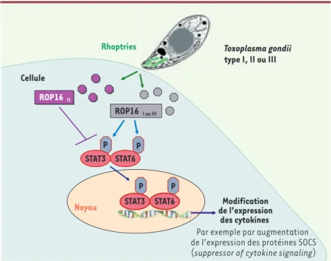 Figure 4.  Schématisation des fonctions de ROP16.  Après pénétration dans la cellule hôte, le  tachyzoïte libère dans le cytosol des protéines dont la protéine ROP16