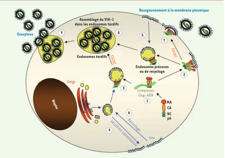 Figure 2. Trafic et voies d’assemblage du VIH-1. Lors des phases tardives de la réplication virale, les molécules de Gag sont synthétisées au niveau  des polysomes, sans doute dans le cytoplasme et se multimérisent sur l’ARN génomique viral (ARNg) grâce au