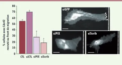 Figure 2. Scrib et bPIX sont nécessaires au recrutement polarisé de Cdc42 au cours de la migra- migra-tion astrocytaire