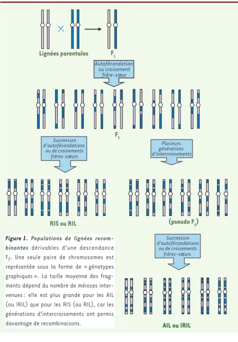 Figure 1.  Populations de lignées recom- recom-binantes dérivables d’une descendance  F 2 