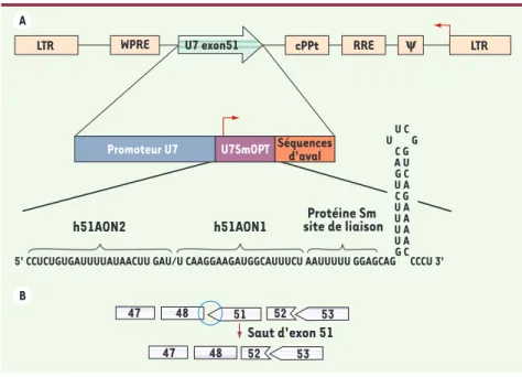 Figure 1. A. Schéma du vecteur lentiviral codant le snARN U7opt-ex51. Le U7snARN transformé en  U7opt-ex51 spécifique de l’exon 51 du gène de la dystrophine humaine est cloné entre le WPRE  et le cPPT