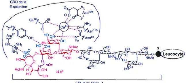 Figure 24 : interaction E-sélectine/ligands et conformation du sLex dans le CRD.