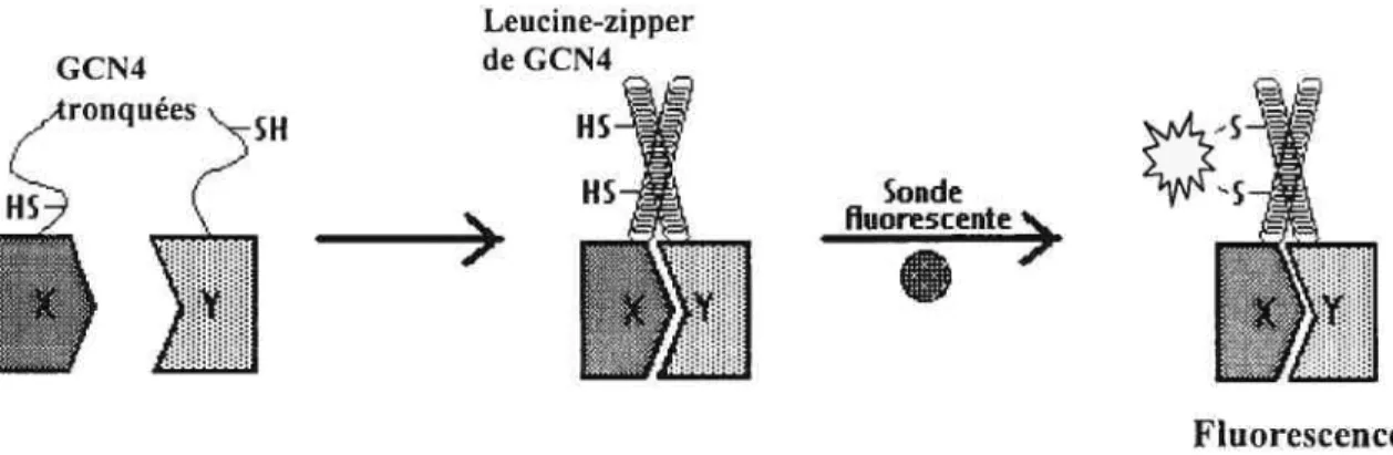 Figure 6: Enroulement des GCN4 tronquées suite à l’interaction entre les protéines X et Y et réaction du système avec la sonde fluorescente.