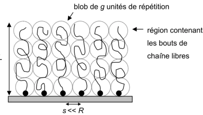 Figure 2.12. Représentation schématique d’une brosse de polymères neutres selon la  description d’Alexander et de de Gennes