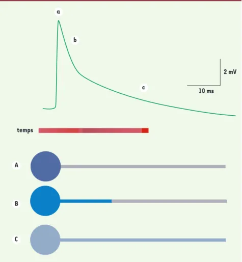 Figure 1. La redistribution de la charge capacitive somatique vers l’axone accélère la cinétique  des potentiels synaptiques