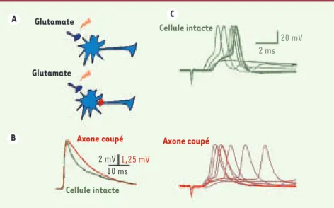 Figure 2. L’ablation expérimentale de l’axone ralentit la cinétique de décroissance des poten- poten-tiels synaptiques et détériore la précision temporelle de décharge des potenpoten-tiels d’action