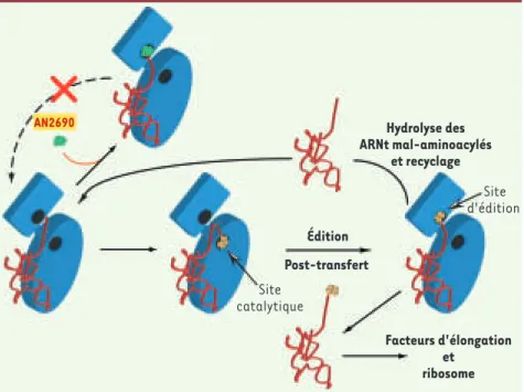 Figure 1. Mode d’action du AN2690. L’enzyme amino-acyl-ARNt synthétase est représentée en  bleu, l’ARNt en rouge et l’acide aminé en jaune