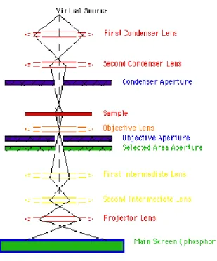 Fig. 8 - Schéma de la trajectoire d’un faisceau d’électrons émis par une source à  travers le microscope électronique à transmission