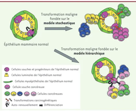 Figure 3. Deux modèles hypothétiques de la transformation maligne. Afin d’expliquer l’hétéro- l’hétéro-généité tumorale régnant au sein d’une tumeur, deux hypothèses modélisant la transformation  maligne ont été proposées