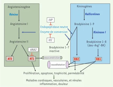 Tableau I. Principaux travaux in vitro sur l’effet prolifératif ou antiprolifératif de la bradykinine