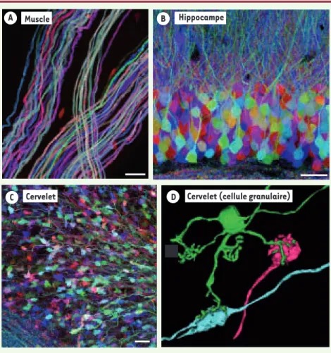 Figure 2. Expression combinatoire des protéines fluorescentes dans les souris Brainbow