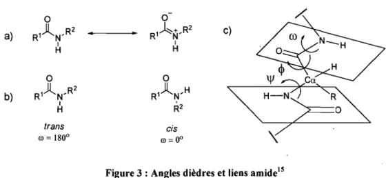 Figure 3 : Angles dièdres et liens amide l5 