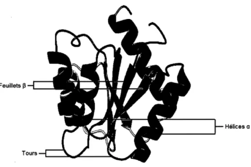 Figure 4 : Représentation d'éléments structuraux de  la flavodoxine 14 