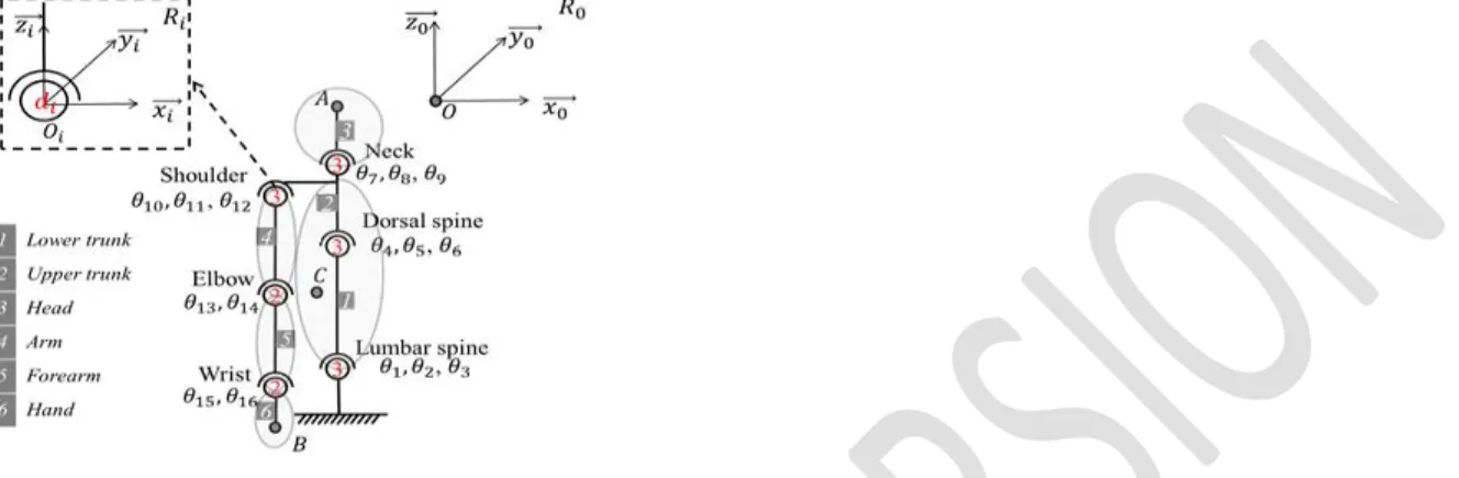 Figure 1. Kinematical model associated to the upper limb, head and trunk motions. d i  indicates the number of degrees of  freedom  associated  with  the  joint  i  located  in  O i   and  associated  with  the  frame  R i 