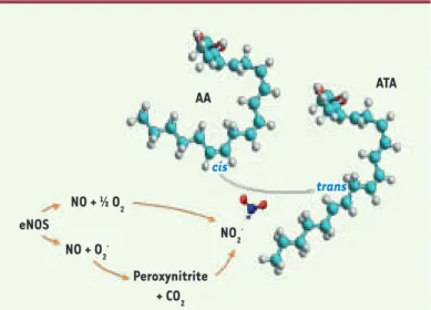 Figure 2. Nitration de l’acide arachidonique en acide trans-arachidonique. La  monoxyde d’azote synthase endothéliale (eNOS) produit du monoxyde d’azote  (NO) qui peut réagir avec l’oxygène ou des radicaux libres dérivés de l’oxygène  pour produire du diox