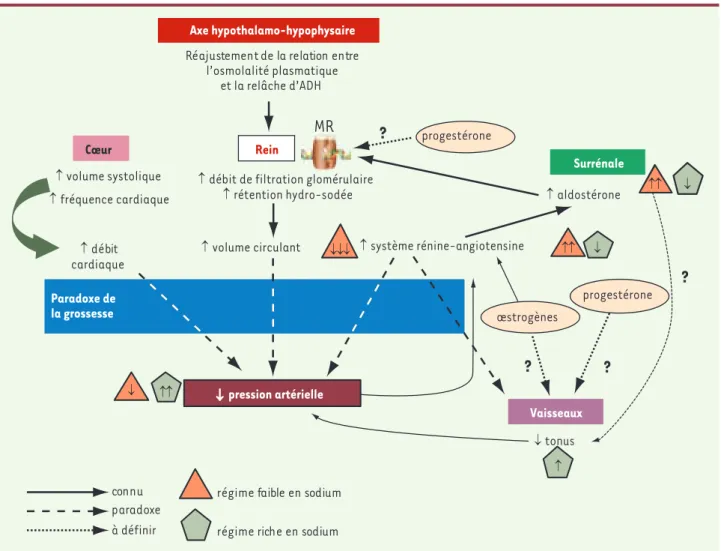 Figure 4. Description du concept du paradoxe cardiovasculaire de la grossesse. Celui-ci se présente comme une réponse inhabituelle de la pres- pres-sion artérielle aux principales manifestations de la grossesse (augmentations du SRAA, du volume sanguin cir
